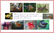 hippolyte_ecrit_2012-03-27_b