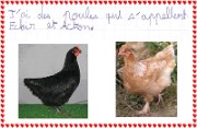 hippolyte_ecrit_2012-04-27